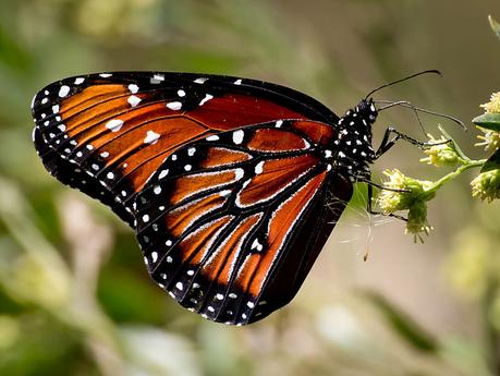 Mariposa monarca