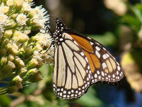 Mariposa monarca