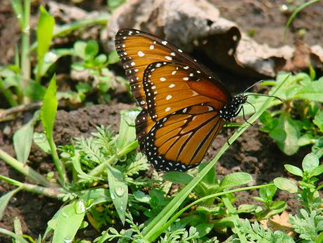 Mariposa monarca