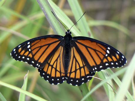 Mariposa monarca