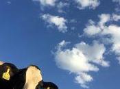 Luis Davidovich: Guevara Zombie Killer