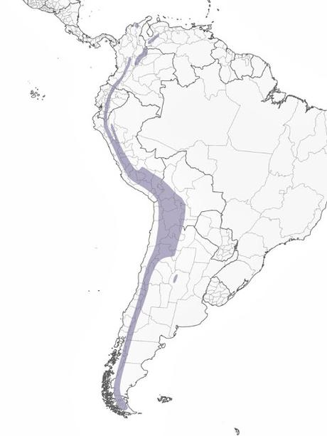 Yal plomizo (Geospizopsis unicolor)