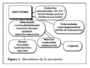 Durante algún tiempo se ha creído que el realizar activid...