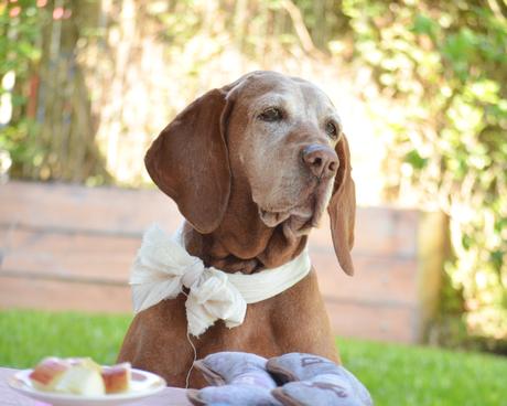Feliz Cumple perruno con galletas caseras