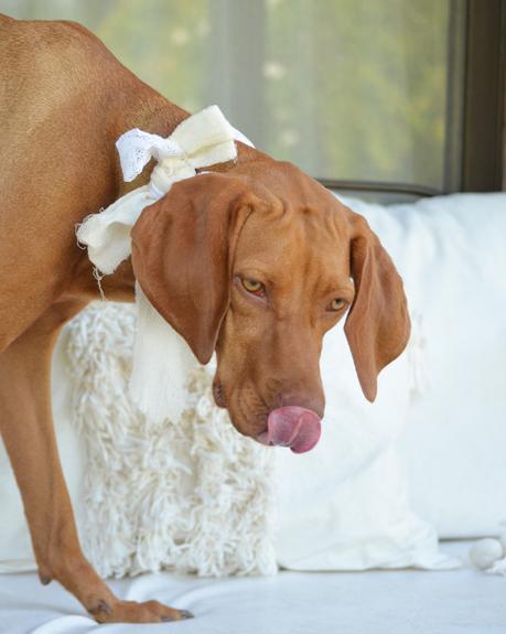 Feliz Cumple perruno con galletas caseras