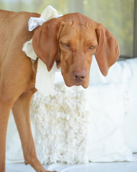 Feliz Cumple perruno con galletas caseras