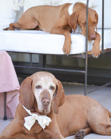 Feliz Cumple perruno con galletas caseras