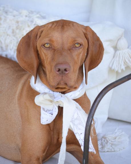 Feliz Cumple perruno con galletas caseras