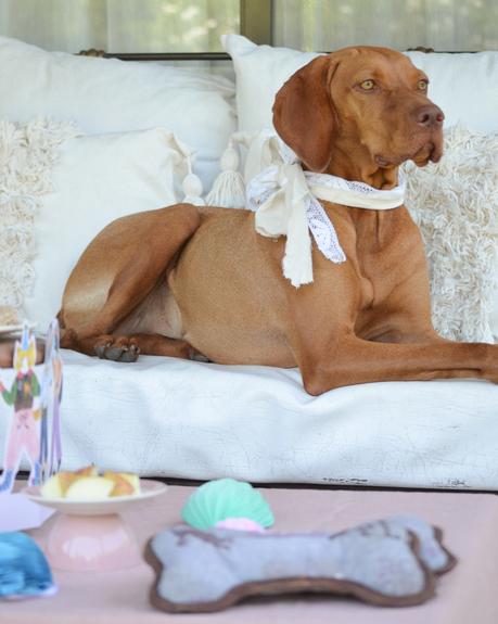 Feliz Cumple perruno con galletas caseras