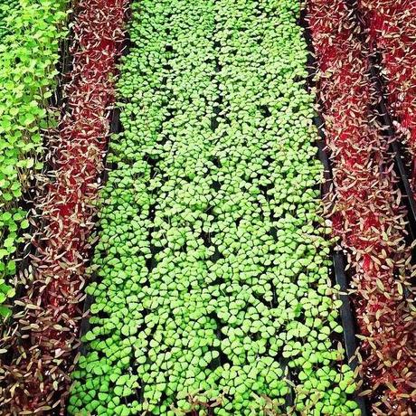 ¿Cómo comenzar un negocio sobre ruedas? ¿Cómo comenzar un negocio sobre ruedas?