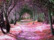 trata apegos vida aprender soltarlos para SUFRIR