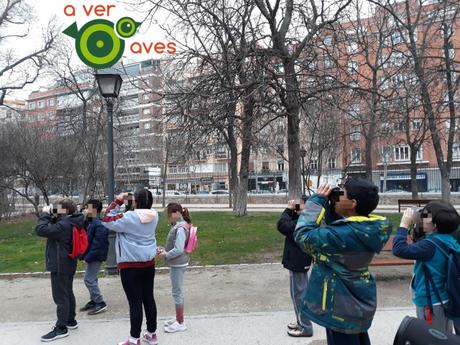 Del picogordo de Villaverde al halcón peregrino del Retiro