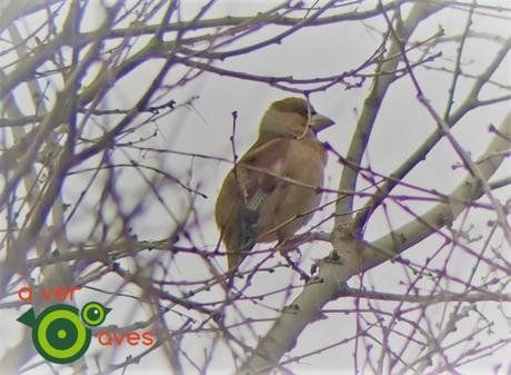 Del picogordo de Villaverde al halcón peregrino del Retiro