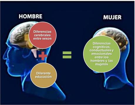 ¿Hay diferencias entre el cerebro femenino y el cerebro masculino?