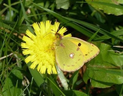 Mariposas adelantadas