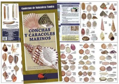 NOVEDAD: Conchas y caracoles marinos