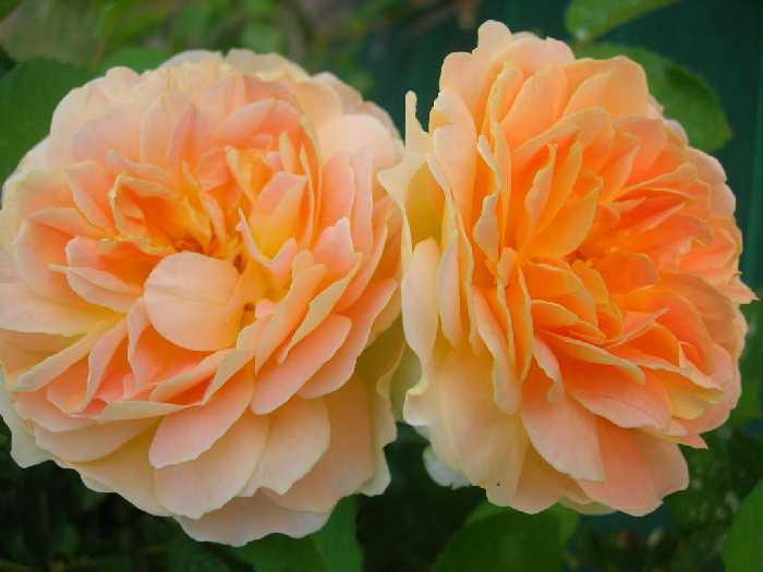 Rosas de David Austin hermosas y muy perfumadas