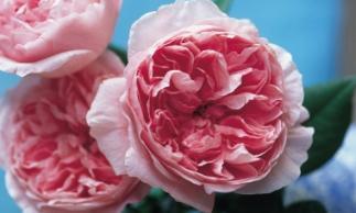 Rosas de David Austin hermosas y muy perfumadas