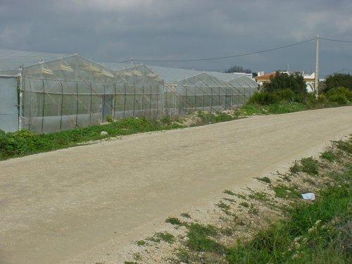 Agricultura de Conil