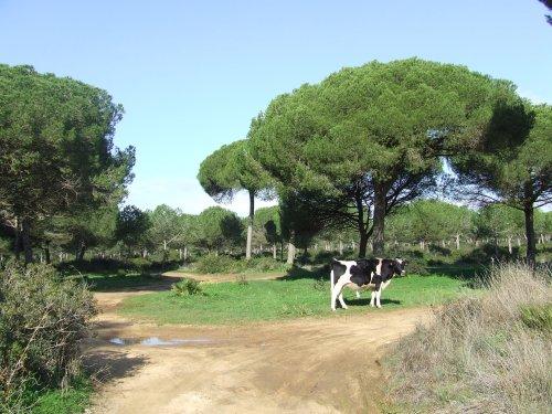 Ganaderia en Conil de la Frontera