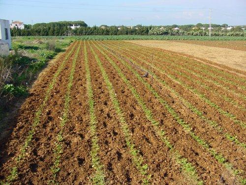 Agricultura en Conil de la Frontera