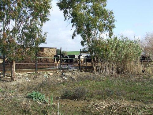 Agricultura y Ganaderia en Conil de la Frontera