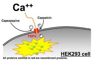 mecanismo de acción capsaicina canal iónico