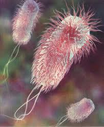 Prevenir la contaminación con Escherichia coli