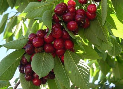 Ir a por Sandía y salir con Cerezas!!