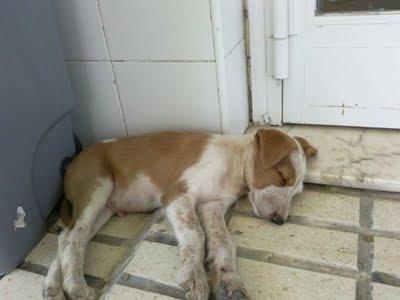 URGENTISIMO, cachorro sigue en la calle (Córdoba)