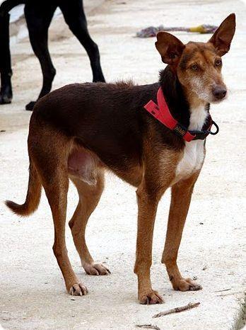 Witter se perdió el Miércoles pasado por la tarde en la zona del Poble Nou de San Rafael en Cocentaina-Alicante.