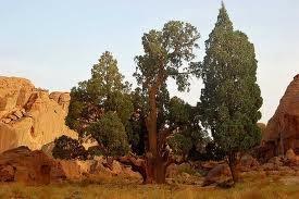 Ciprés del Sáhara en Madrid