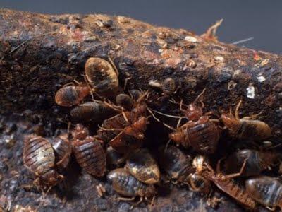 Cucarachas, culpables del asma infantil