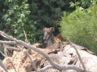 Galga con sus cachorros en la calle. (Toledo) ES MUY URGENTE!!!