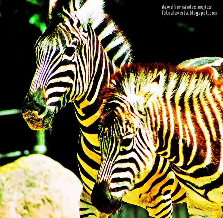 Fotografía realizada a dos cebras en el Parque Zoológico de Madrid