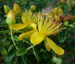 Hierba de San Juan: fitoterapia  contra la depresión