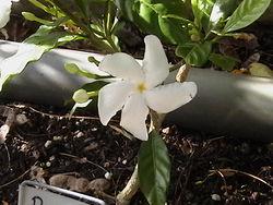 ARBOL Lechero o cachito