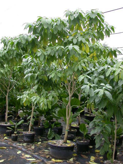 ARBOL Lechero o cachito