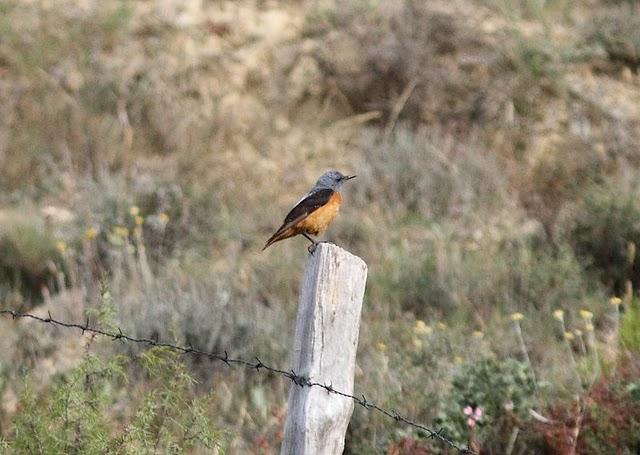 CERCA DE AIBAR PAJAREANDO EL SÁBADO