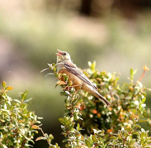 CERCA DE AIBAR PAJAREANDO EL SÁBADO
