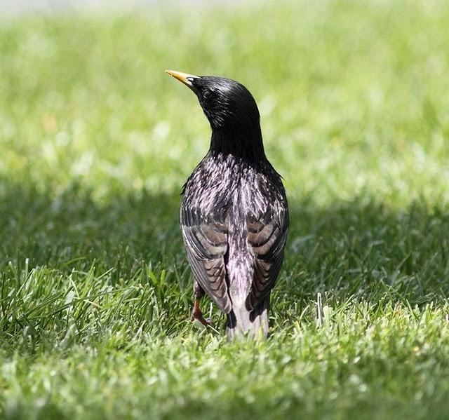 CERCA DE AIBAR PAJAREANDO EL SÁBADO