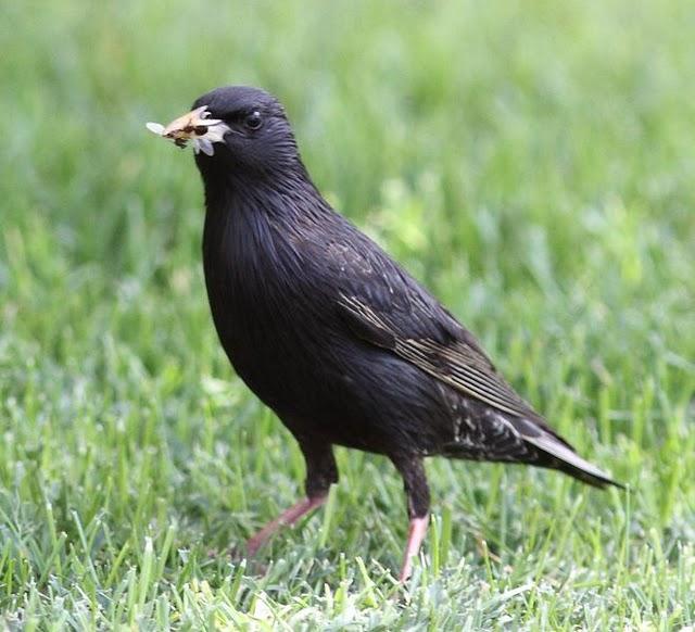 CERCA DE AIBAR PAJAREANDO EL SÁBADO