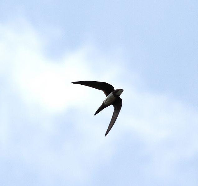 CERCA DE AIBAR PAJAREANDO EL SÁBADO