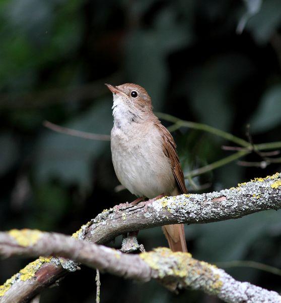 CERCA DE AIBAR PAJAREANDO EL SÁBADO
