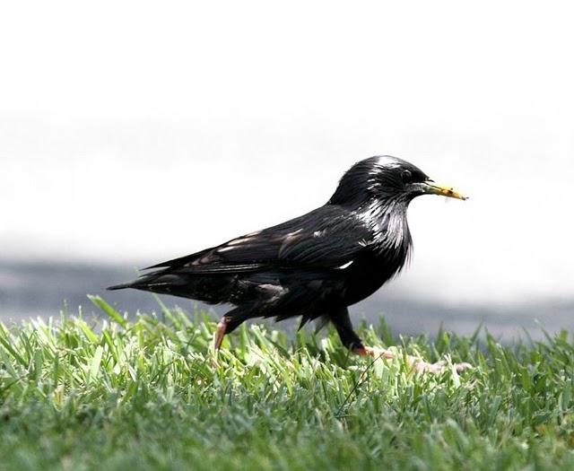 CERCA DE AIBAR PAJAREANDO EL SÁBADO