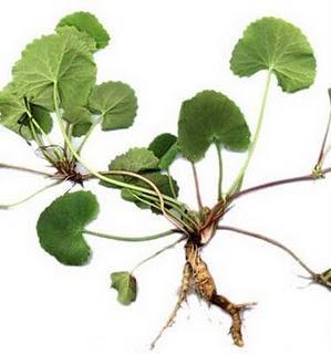 Centella asiática excelente para varices,reumatismo,diabeticos Centella asiática excelente para varices,reumatismo,diabeticos
