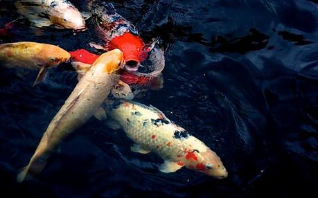 Todo lo transitorio es un símbolo.