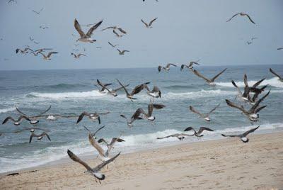 Volverán gaviotas victoriosas...