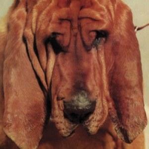 Ty Segall – Goodbye Bread