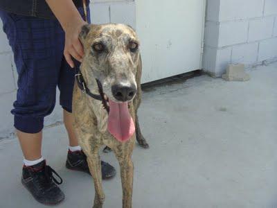 MARISMA, galguita de 4 años. (Madrid) MUY URGENTE!!!!